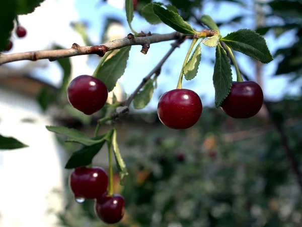 Rijpe Sappige Kers Een Tak Tuin Macro — Stockfoto