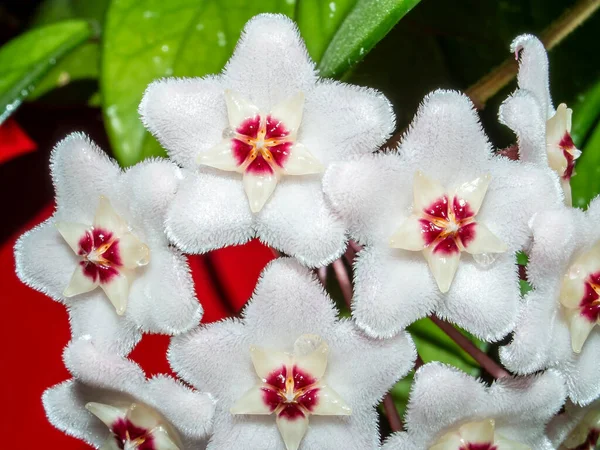 Blume Von Hoya Carnosa Porzellanblume Oder Wachspflanze Hat Wachsblätter Und — Stockfoto