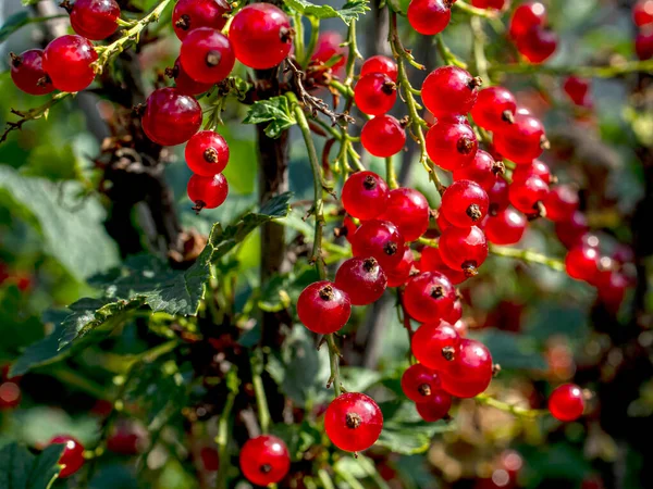 Ramo Ribes Rosso Sfondo Naturale Sfocato Macro Area Messa Fuoco — Foto Stock
