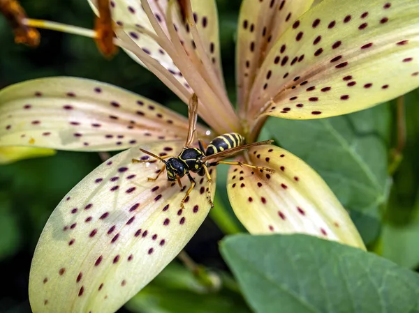 Dangerous Wasp Sitting Tiger Lily Flower Macro Narrow Focus Zone — Stock Photo, Image