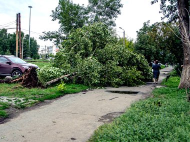Güney Urallar 'daki Chelyabinsk şehrinde güçlü bir rüzgar tarafından koparılmış bir ağacın kökleri.