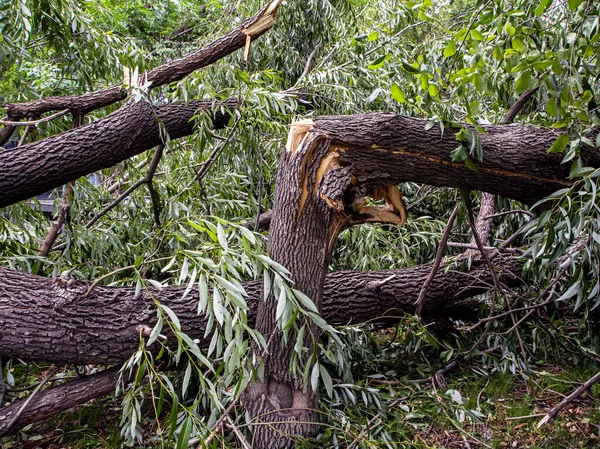 乌拉尔南部车里雅宾斯克市大风刮碎的树干 — 图库照片