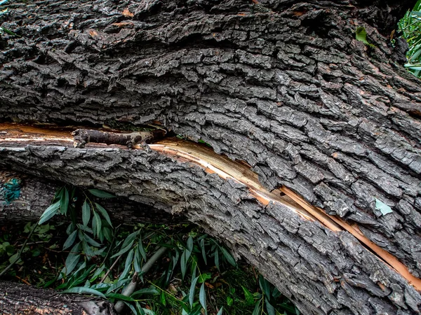 Diviso Metà Tronco Albero Rotto Durante Forte Vento Nella Città — Foto Stock