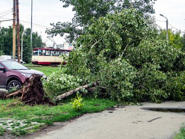Güney Urallar 'daki Chelyabinsk şehrinde güçlü bir rüzgar tarafından koparılmış bir ağacın kökleri.