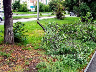 Güney Urallar 'daki Chelyabinsk şehrinde sert bir rüzgar sonrasında asfalt üzerindeki dallar