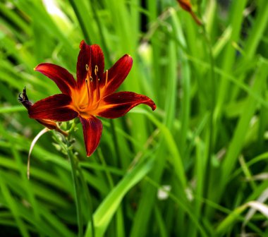Bahçede kırmızı-mor zambak açar bulanık doğal arka planda, makro, dar odak noktasında