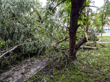 Güney Urallar 'ın Chelyabinsk şehrinde güçlü bir rüzgar eserken kırık bir ağacın gövdesi.