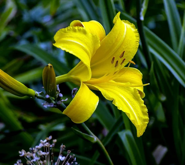 Gyönyörű Sárga Liliomok Kertben Hátterében Elmosódott Természetes Növényzet — Stock Fotó