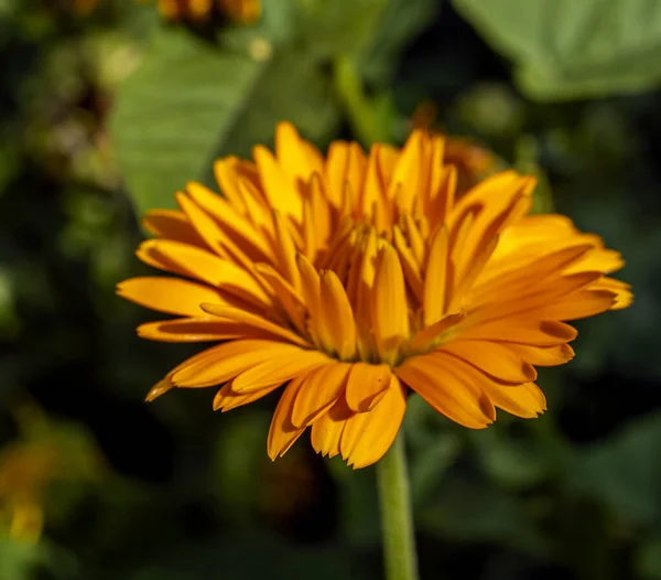 Żółty Kwiat Nagietka Rośliny Łacińskiej Nazwie Calendula Rozmytym Naturalnym Tle — Zdjęcie stockowe
