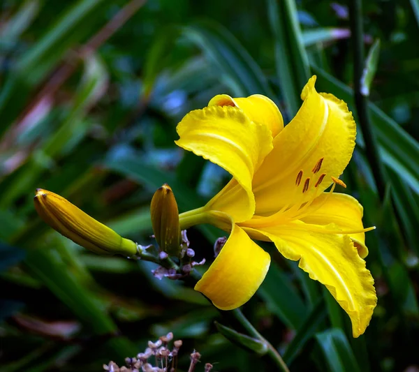 Красивые Желтые Лилии Саду Фоне Размытой Природной Зелени — стоковое фото