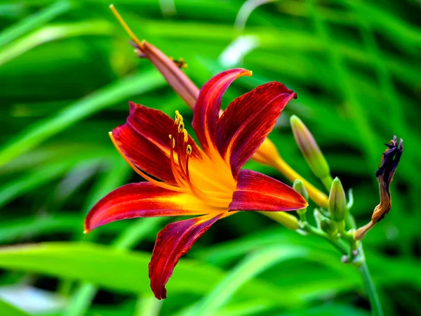 Blooms Red Purple Lily Garden Blurred Natural Background Macro Narrow — Stock Photo, Image