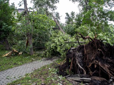 Şehirde güçlü bir rüzgar tarafından koparılmış bir ağacın kökleri.