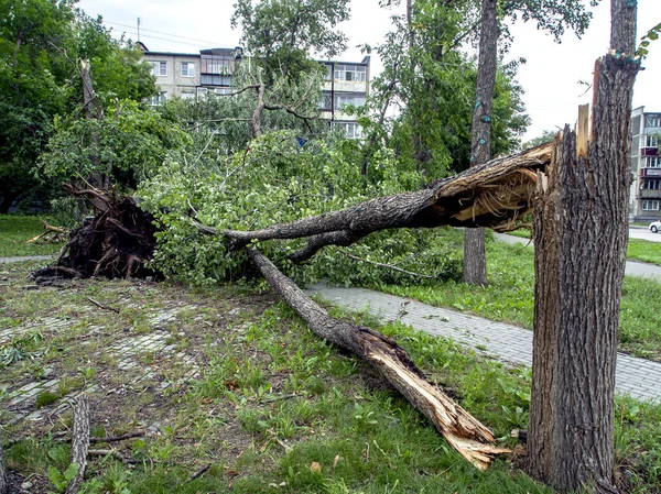 Tronco de un árbol roto durante un fuerte viento en la ciudad — Foto de Stock