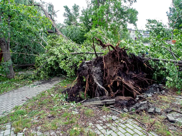 Raíces de un árbol arrancado por un fuerte viento en la ciudad — Foto de Stock
