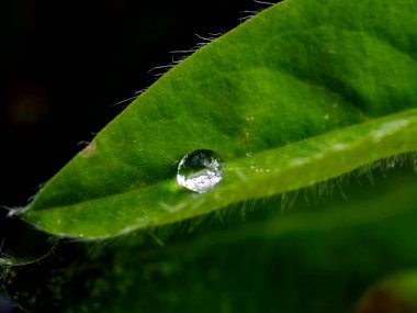 Güneşin aydınlattığı yeşil yaprakların üzerine yağmur damlaları düşer.