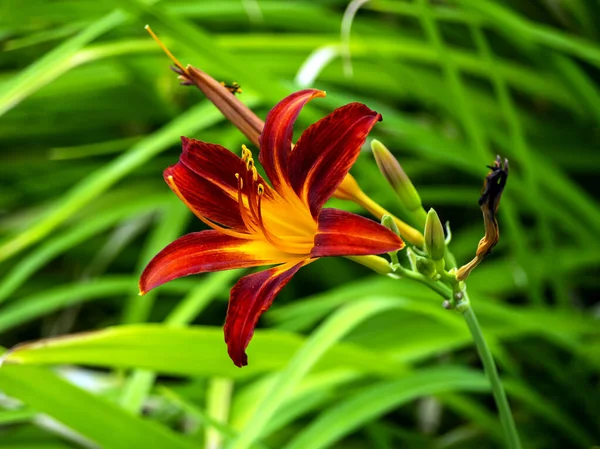 Bahçede kırmızı-mor Lily çiçekleri bulanık doğal bir arka planda, makro — Stok fotoğraf