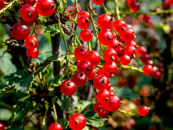 Rote Johannisbeere Zweig auf einem unscharfen natürlichen Hintergrund — Stockfoto