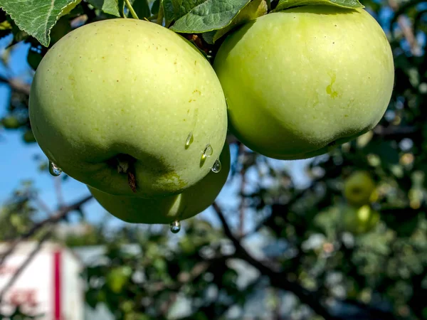 Σαφείς διαφανείς σταγόνες βροχής σε μήλα που κρέμονται σε κλαδί δέντρου — Φωτογραφία Αρχείου