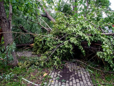 Güney Urallar 'ın Chelyabinsk şehrinde güçlü bir rüzgar eserken kırık bir ağacın gövdesi.