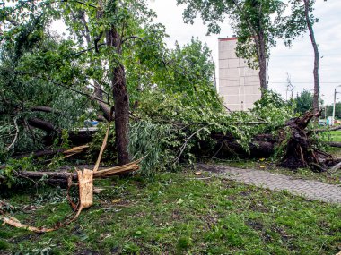 Güney Urallar 'ın Chelyabinsk şehrinde güçlü bir rüzgar eserken kırık bir ağacın gövdesi.