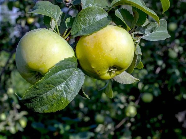 Klare Transparente Regentropfen Auf Äpfeln Die Einem Ast Hängen Makro — Stockfoto