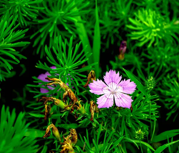 Brillante Flor Púrpura Clavel Turco Macro Área Enfoque Estrecho —  Fotos de Stock