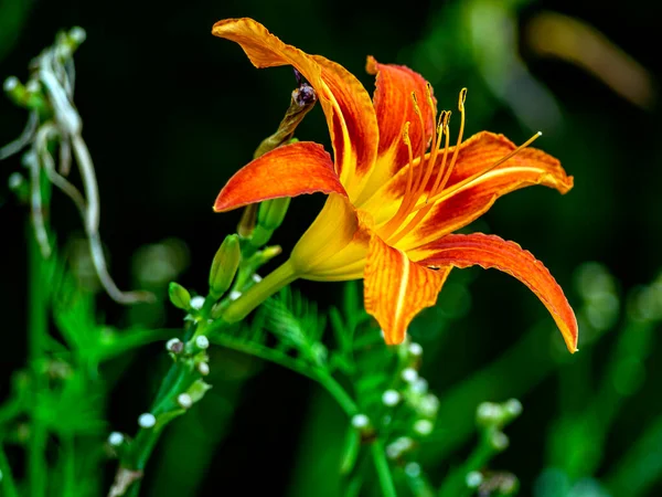 花园里明亮的橘红色百合花映衬着模糊的自然景观 — 图库照片