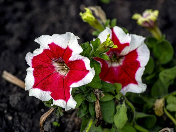 Red White Petunia Flowers Garden Bed Macro — Stock Photo, Image