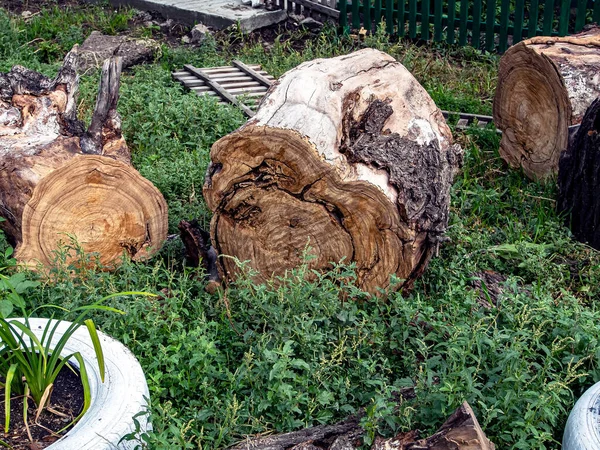 Serrado Pedaços Tronco Uma Árvore Velha Grama Verde — Fotografia de Stock