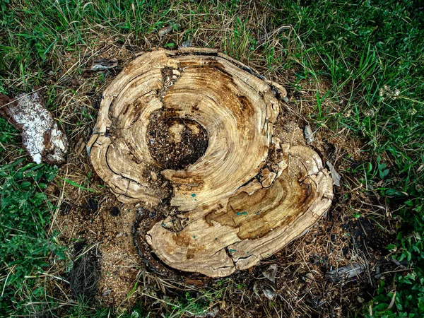 Serrado Pedaços Tronco Uma Árvore Velha Grama Verde — Fotografia de Stock