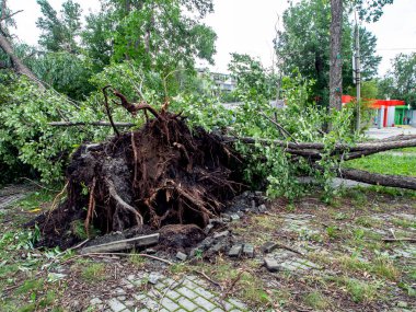 Güney Urallar 'daki Chelyabinsk şehrinde güçlü bir rüzgar tarafından koparılmış bir ağacın kökleri.