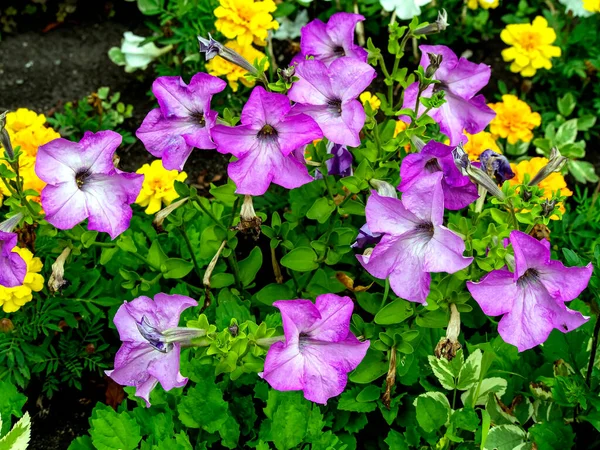 Flowers Purple Petunias Flower Bed Garden Macro — Stock Photo, Image