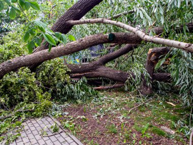 trunk of a broken tree during a strong wind in the city of Chelyabinsk, southern Urals clipart