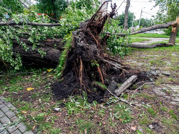 Güney Urallar 'daki Chelyabinsk şehrinde güçlü bir rüzgar tarafından koparılmış bir ağacın kökleri.