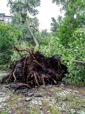 Güney Urallar 'ın Chelyabinsk şehrinde güçlü bir rüzgar eserken kırık bir ağacın gövdesi.