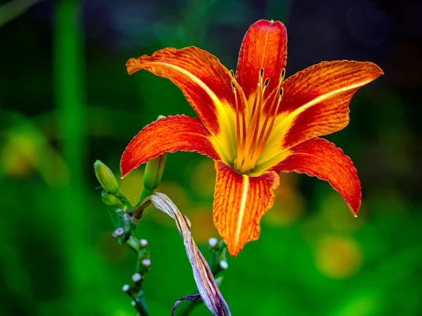Heldere Oranje Lelies Tuin Tegen Een Wazig Natuurlijk Landschap — Stockfoto