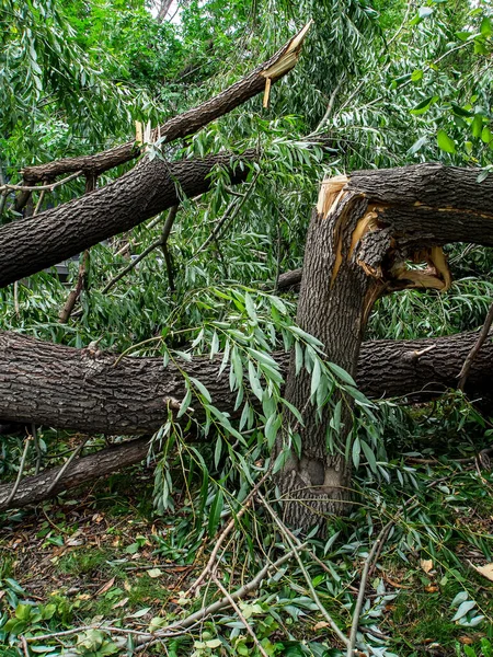 乌拉尔南部车里雅宾斯克市大风刮碎的树干 — 图库照片