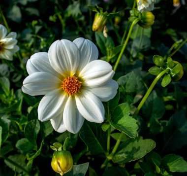 Bahçedeki narin beyaz Dahlia sabah güneşiyle aydınlanan bulanık doğal yeşilliğin arka planında.