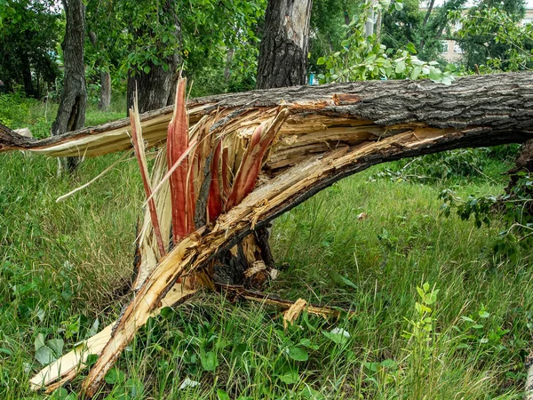 Trunk Broken Tree Strong Wind City Chelyabinsk Southern Urals — Stock Photo, Image