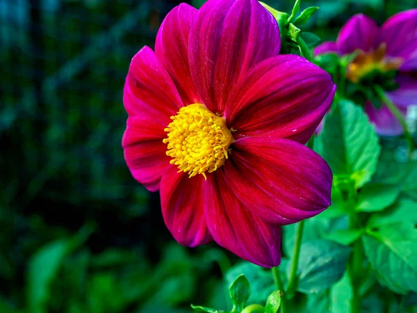 Bahçedeki narin kırmızı Dahlia, bulanık doğal yeşilliğin arka planında sabah güneşiyle aydınlanıyor.