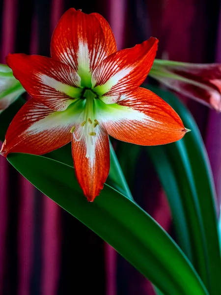 Fleur Rouge Avec Nom Latin Hippeastrum Fleurit Sur Rebord Fenêtre — Photo