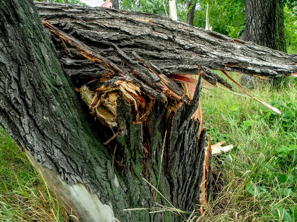 Trunk Broken Tree Strong Wind City Chelyabinsk Southern Urals — Stock Photo, Image