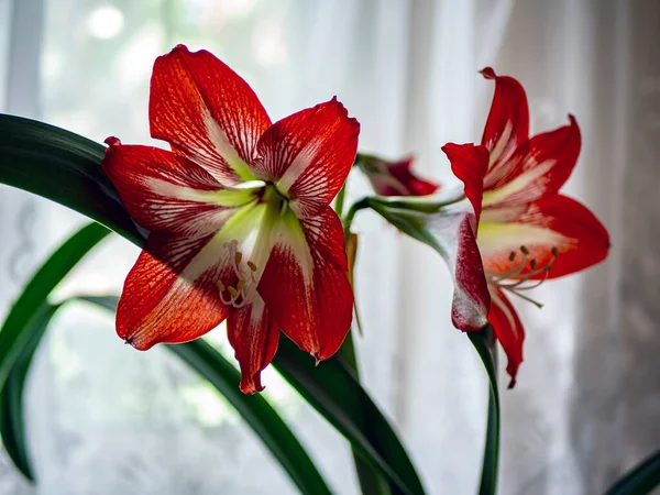 Latince Adı Hippeastrum Olan Kırmızı Çiçek Pencere Pervazında Parlak Bir — Stok fotoğraf