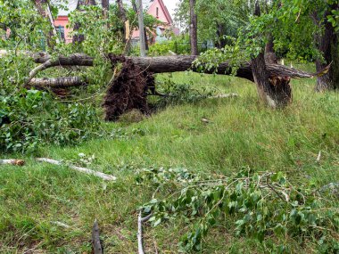 Güney Urallar 'ın Chelyabinsk şehrinde güçlü bir rüzgar eserken kırık bir ağacın gövdesi.