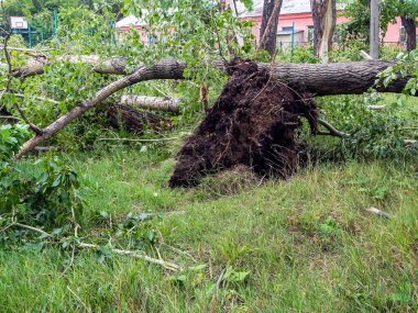 Güney Urallar 'daki Chelyabinsk şehrinde güçlü bir rüzgar tarafından koparılmış bir ağacın kökleri.