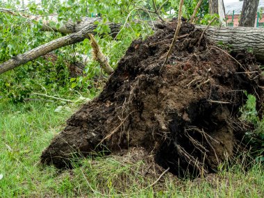 Güney Urallar 'daki Chelyabinsk şehrinde güçlü bir rüzgar tarafından koparılmış bir ağacın kökleri.