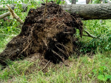 roots of a tree torn out by a strong wind in the city of Chelyabinsk, southern Urals clipart