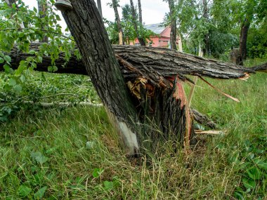 Güney Urallar 'ın Chelyabinsk şehrinde güçlü bir rüzgar eserken kırık bir ağacın gövdesi.