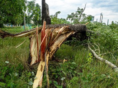 Güney Urallar 'ın Chelyabinsk şehrinde güçlü bir rüzgar eserken kırık bir ağacın gövdesi.