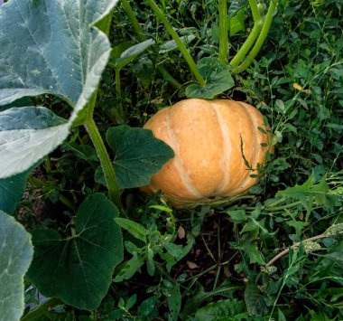 Parlak sarı balkabağı yeşilliklerin arasında olgunlaşıyor.